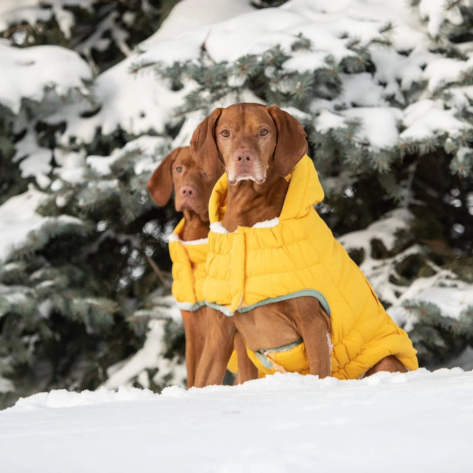 Arctic Parka